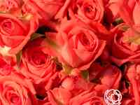 Роза барбадос, интерплант