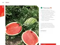 Продаем семена арбуза, фотография 11