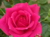 Саженец розы (чайно-гибридная, ремонтантная). Казахстан, фотография 2