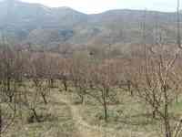 Плодовый сад, КХ, фотография 4