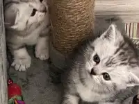 Шотландские котята, фотография 4