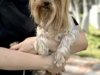 Щенки йоркширского терьера, фотография 3