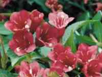 Саженцы, фотография 9