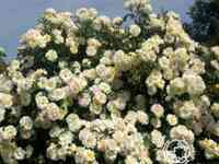 Роза айвори дрифт, мейян