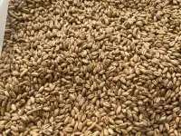 Пшеница 4 класс, фотография 2