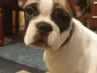 Продам щенка французский бульдог, фотография 2