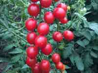 Рассада томатов, фотография 2