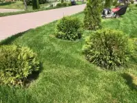 Ландшафтные работы. Озеленение., фотография 6