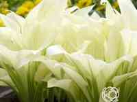 Хоста Уайт Фезе (M)