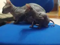 Очень ласковая кошечка сфинкс, ждёт своих хозяев!!!, фотография 3