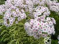 Флокс метельчатый Крем де ла Менте