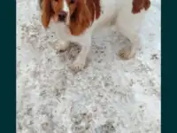 Готовятся к продаже щенки Русского спаниеля, фотография 2