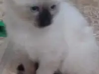 Отдам котят в хорошие заботливые руки, фотография 2