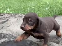 Щенки добермана, фотография 4