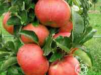 Яблоня колоновидная триумф