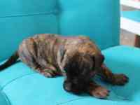 Продам щенков Канарского дога, фотография 6