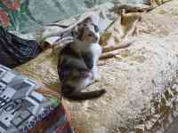 Отдам котенка девочку, двухмесячную, фотография 4