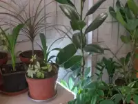Комнатные декоративно-лиственные и цветущие растения, фотография 2