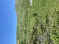 Участок 58 соток у озера колсай, Колсай, фотография 6