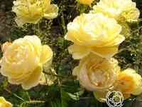 Роза джин тирни, гийо