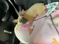 В продаже Шикарные девочки французского бульдога, фотография 4