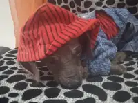 Продам щенков ксоло, фотография 5