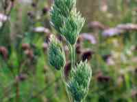 Семена Райграс пастбищный (многолетний) РСТ,  Россия