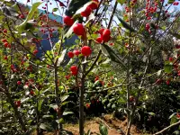 продам дом, Тайтобе. ул.Б.Байкадамов 32, фотография 7