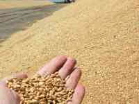 пшеница  оптом  от  5000тонн., фотография 3