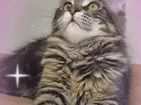 Котята мейн кун из питомника, фотография 2