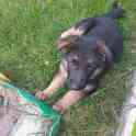 Щенок немецкой овчарки!, фотография 4