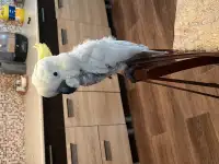 Желтохохлый какаду