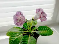 Глоксинии. Комнатные цветы., фотография 6