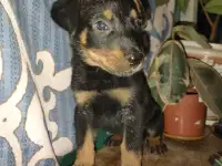 Щенки Босероны, фотография 5