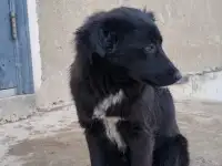 Дашка ищет дом. Доставлю!, фотография 4