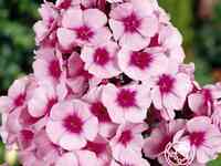 Флокс метельчатый Свиззл