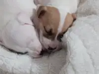 Продам щенков, фотография 7