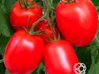 Семена Томат Фитофтороустойчивый