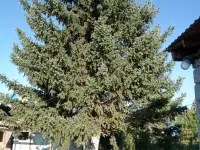 @, Ахмирово с/о Рябинушка, фотография 9