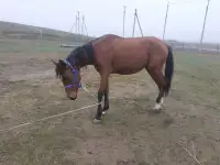 табун породистых лошадей, фотография 8