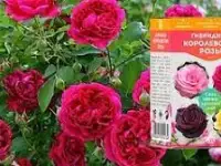 Королевские розы, фотография 4