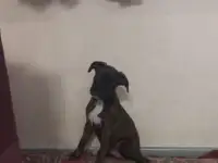 Продаю девочу породы немецкий боксёр, фотография 2