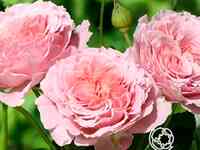 Роза анн софи пик, гийо