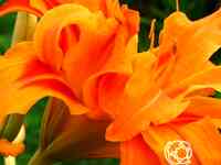 Лилейник бандолеро