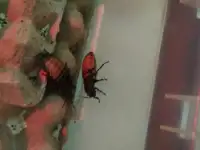 продам колонии тараканов двух видов, фотография 5