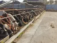 Скотоводство, фотография 2