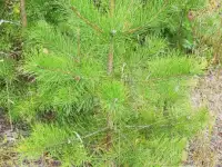 Туя выше 3 метров, сосна живая, берёза, ива, ольха, рябина, рассада., фотография 8