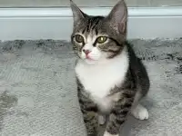 Бесплатно котята! Британец и бенгальская порода, фотография 7