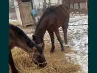 Продам лошадей жеребчик и кобылка обучены стоят на откорме кобылка жеребая 6месяца, фотография 4