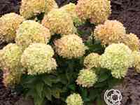 Гортензия коттон крем